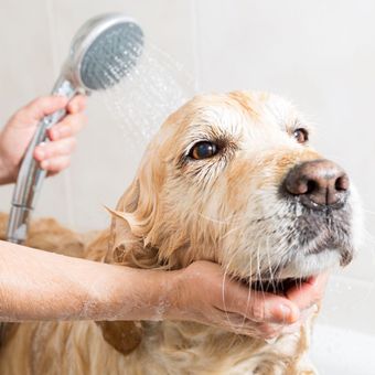 A person bathing a wet golden dog with a handheld shower sprayer.