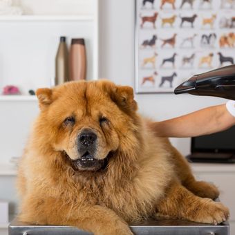 A fluffy golden Chow Chow dog is being dried with a hair dryer while sitting on a table in a grooming salon.