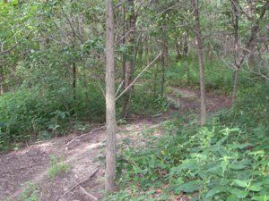 Twisty Off Road Trails