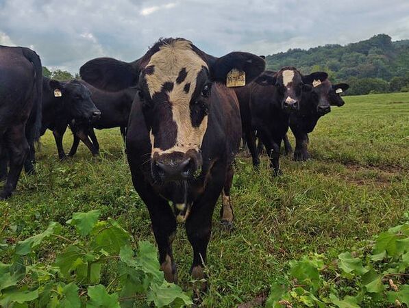 A herd of cows are standing in a grassy field looking at the camera.