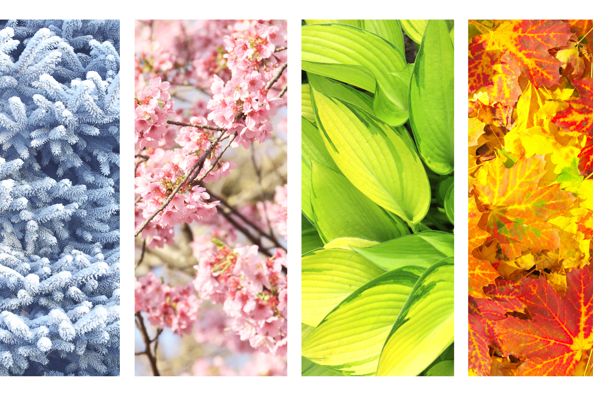 A collage of four pictures of different seasons of the year.