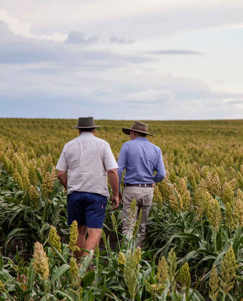 Two men are walking through a field of tall grass.