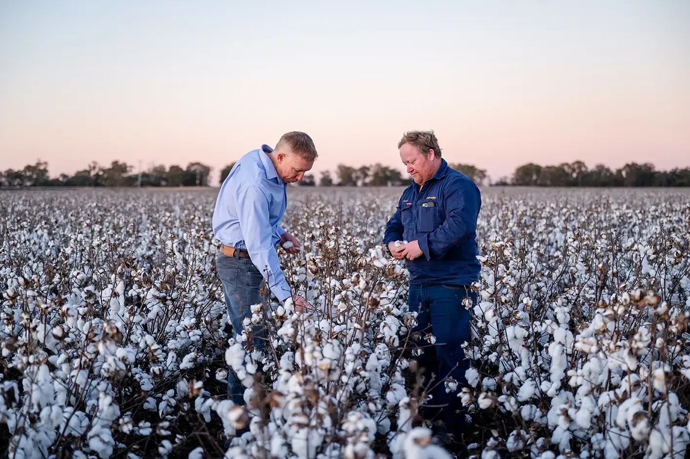 Image of Tim in a cotton field with client
