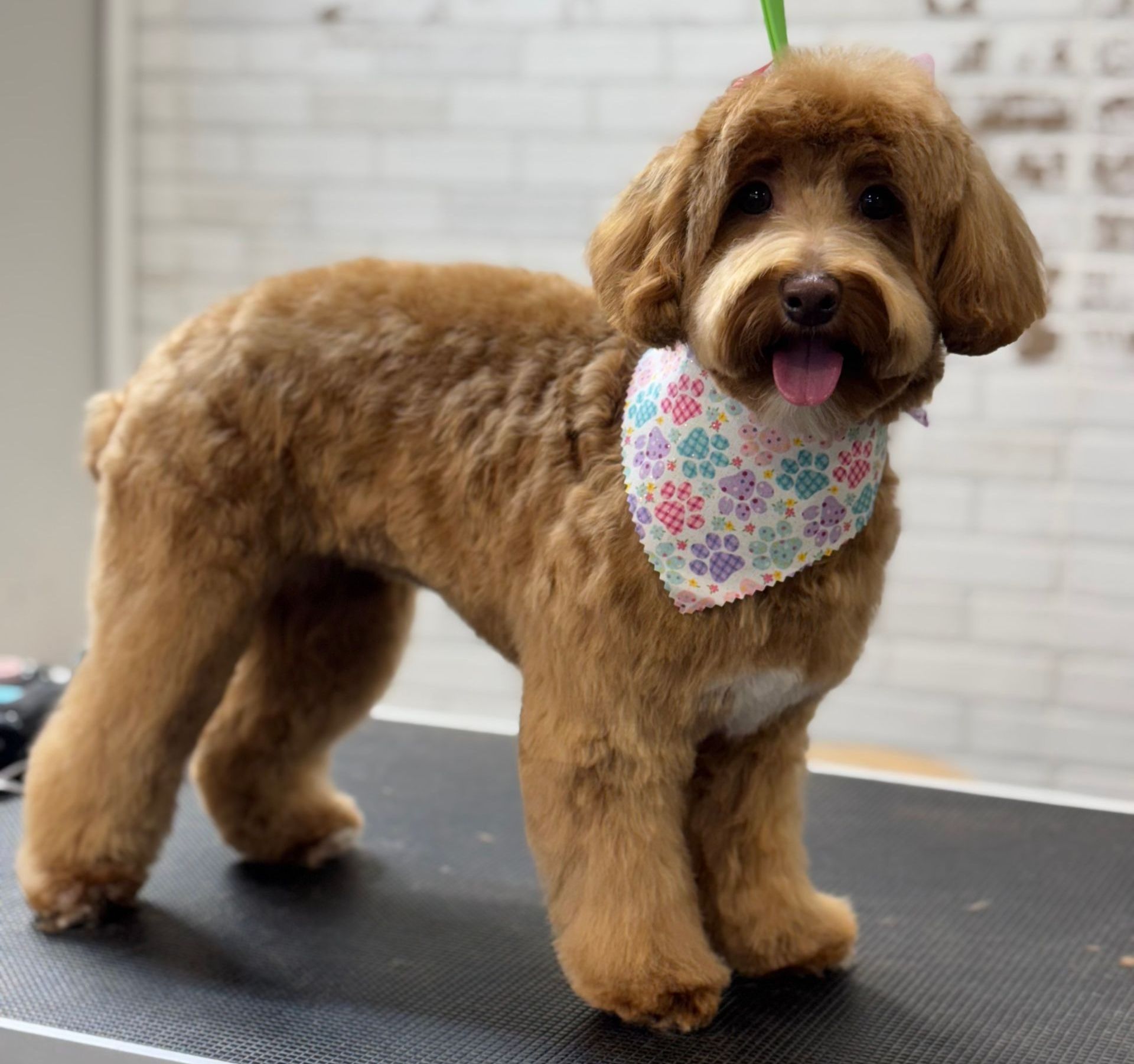 A person is cutting a dog 's hair with scissors.