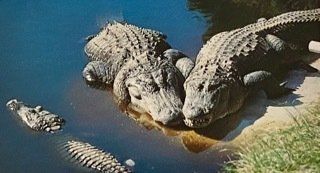 Crocodiles in Florida