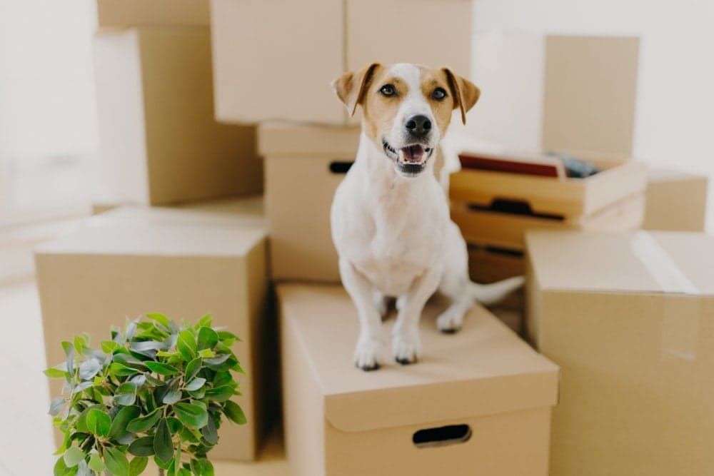Moving with Pets | Car Shipping Hawaii