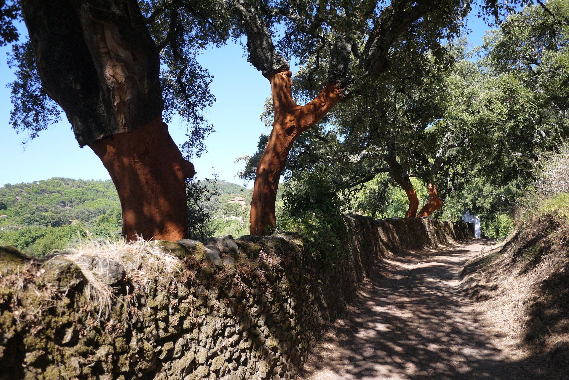 Cork oaks Trees Alajar