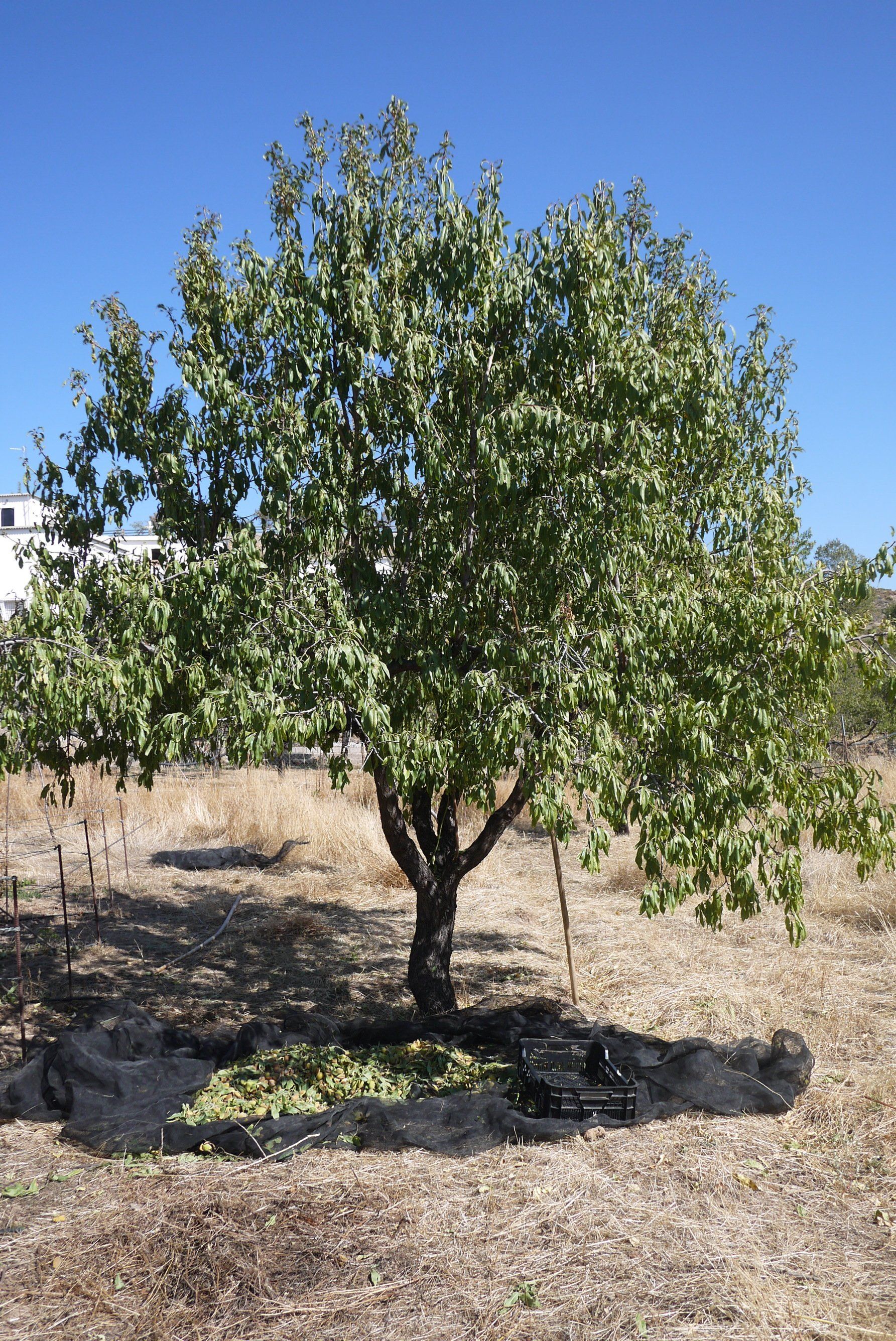 Almond tree Juviles Alpujarras