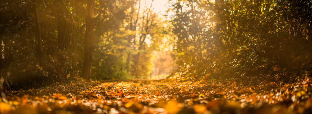 Path through an autumn forest, sunlight streaming through golden leaves.