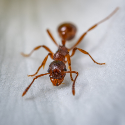 A close up of a brown ant on a white surface