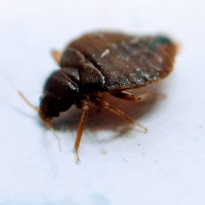 A close up of a bed bug on a white surface