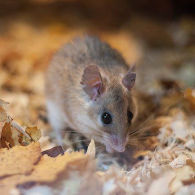 A mouse is sitting on a pile of wood chips.