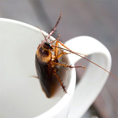 A cockroach is sitting on a white cup.