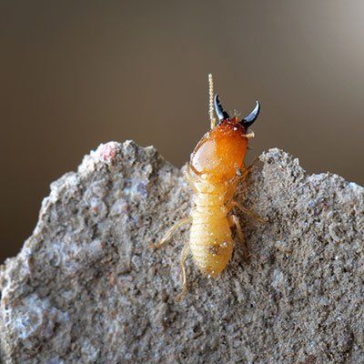 A termite is sitting on top of a rock.