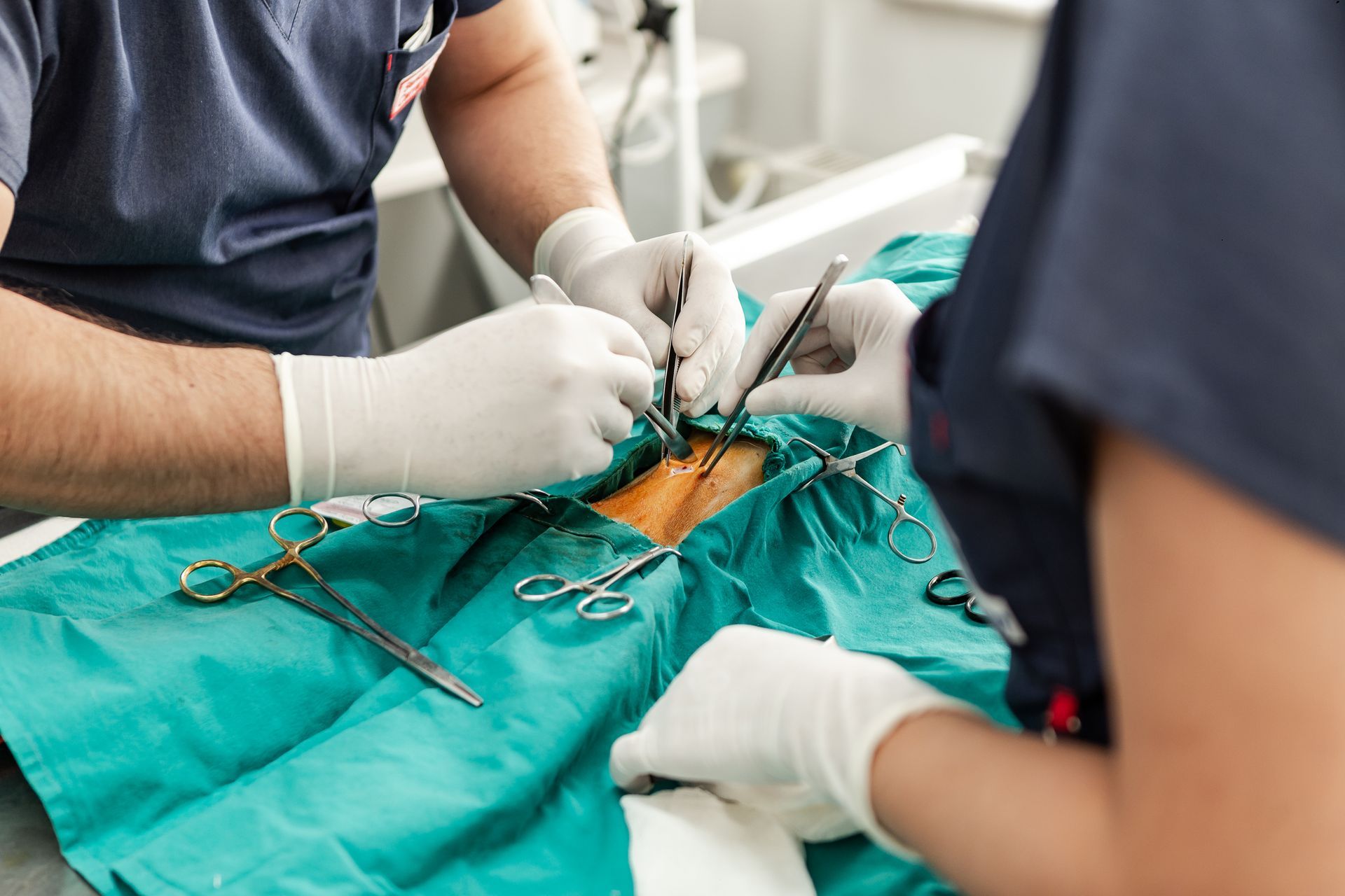 Veterinarians are performing a surgery on a dog.