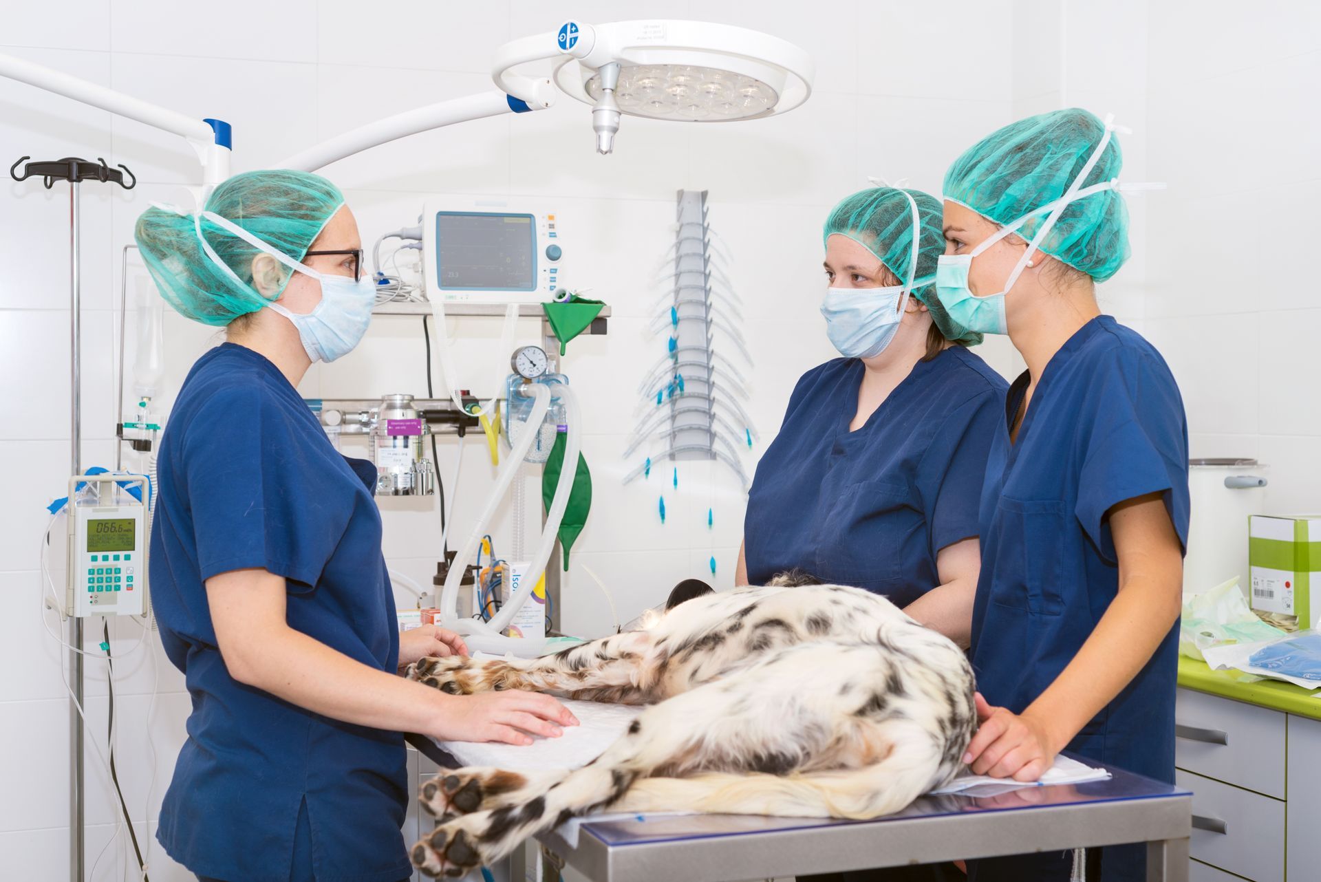 A team of veterinarians in the surgical room is preparing a dog for surgery. A team of veterinarians in the surgical room is preparing a dog for surgery.