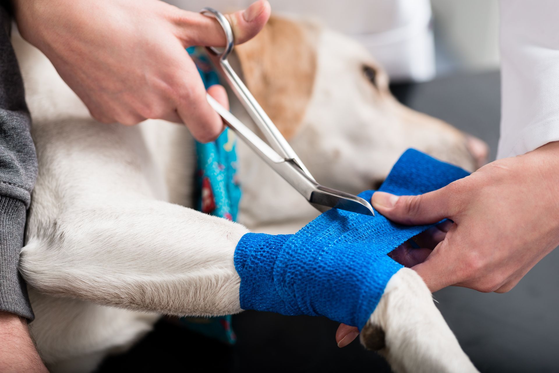A veterinarian is treating an injured dog.