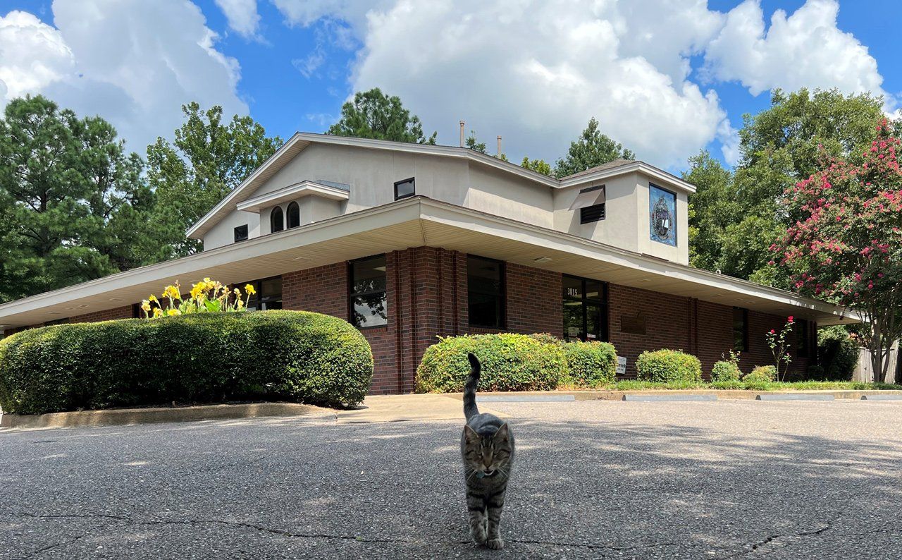 Cat Outside The Clinic — Bartlett, TN — Wolfchase Animal Hospital
