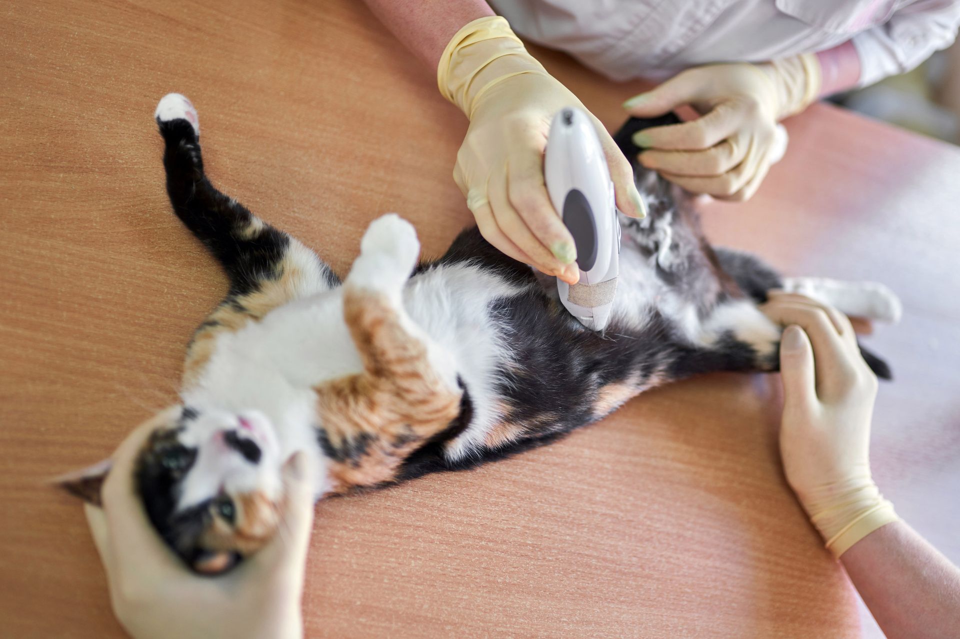 Cat on a table at Wolfchase Animal Hospital during a pet neutering procedure in Arlington, TN