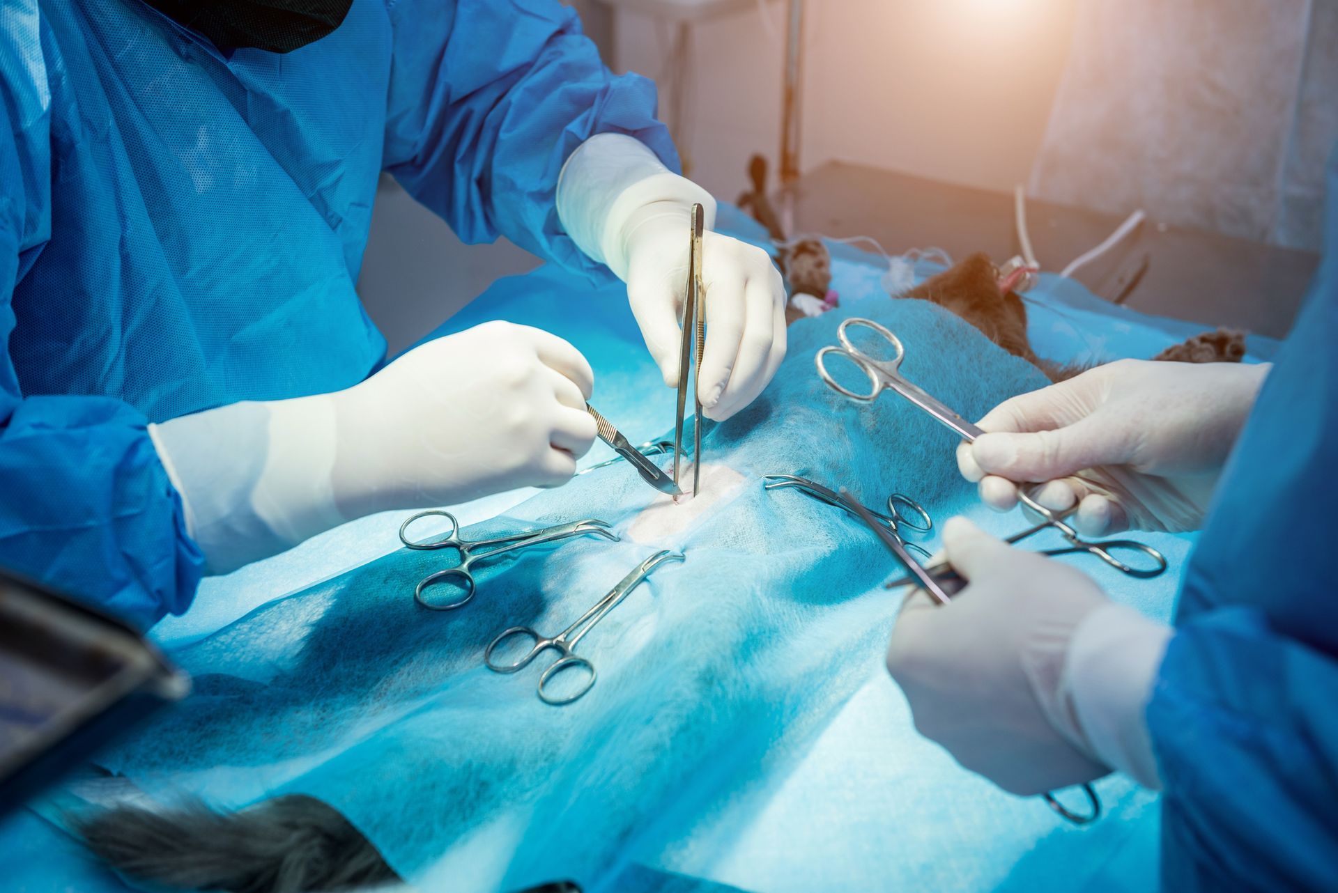 Veterinarian surgeons in the operating room doing cat neutering.