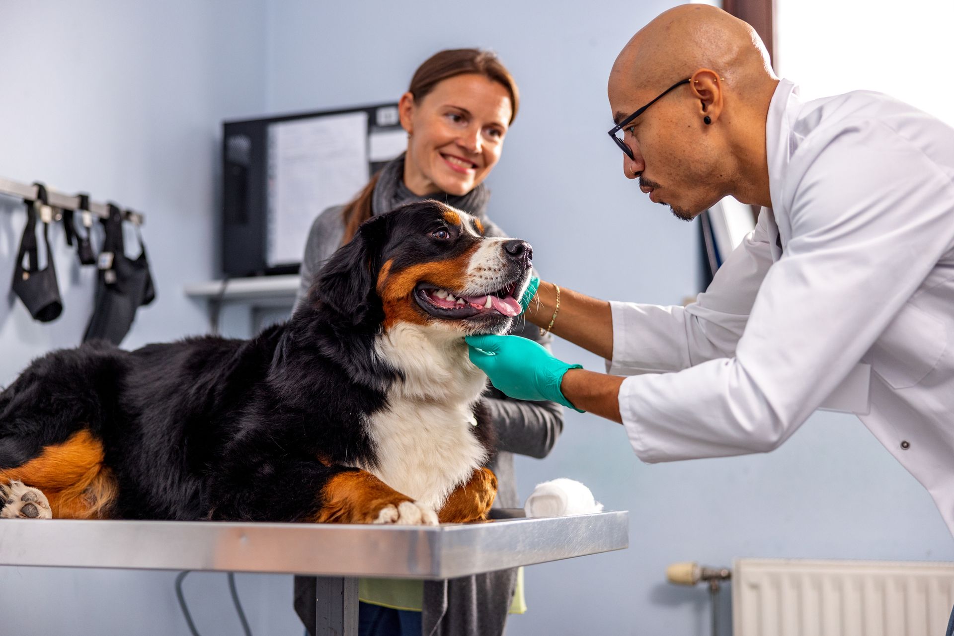 Beautiful Bernese Mountain Dog Enjoying At Veterinarian
 | Arlington, TN | Wolfchase Animal Hospital