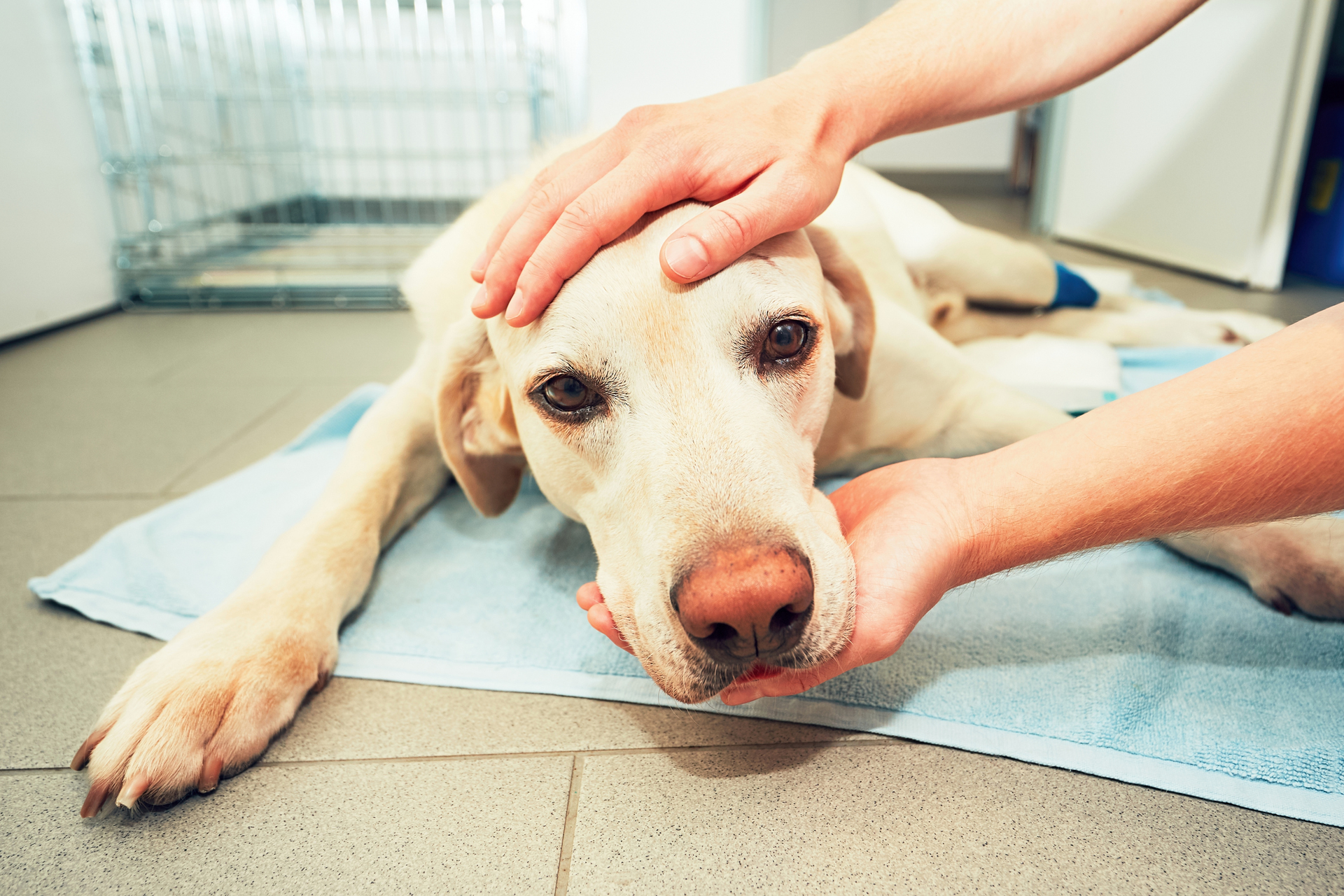 Veterinarian comforting sick dog on towel during treatment in animal clinic.