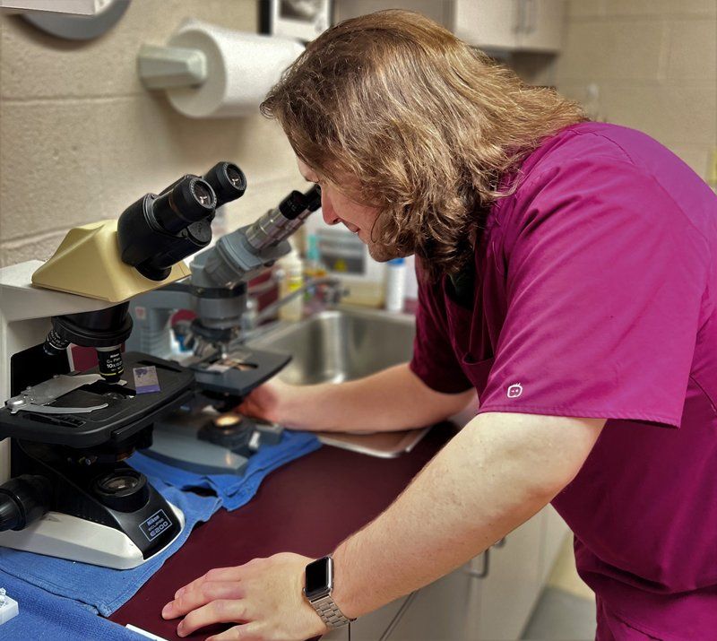 Veterinarian Using A Microscope — Bartlett, TN — Wolfchase Animal Hospital