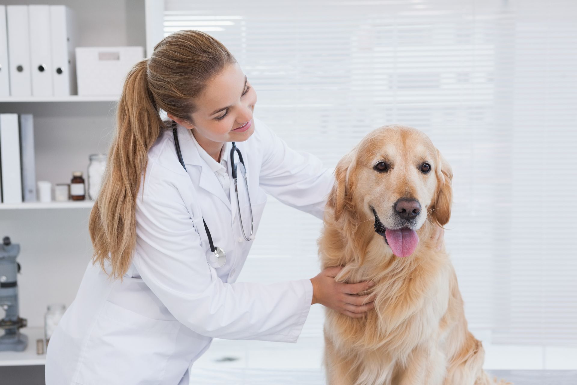 Veterinarian examining golden retriever during routine checkup at animal clinic.
