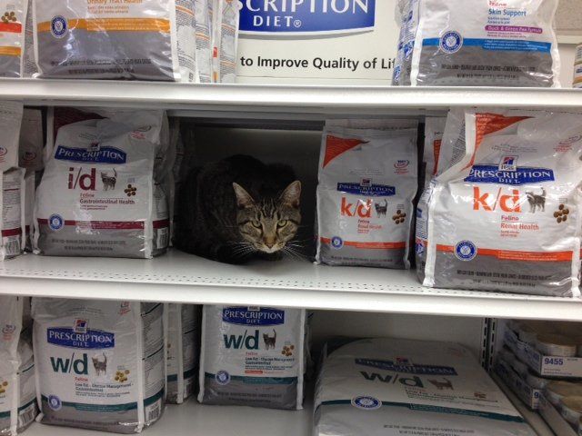 Pet Food — Bartlett, TN — Wolfchase Animal Hospital