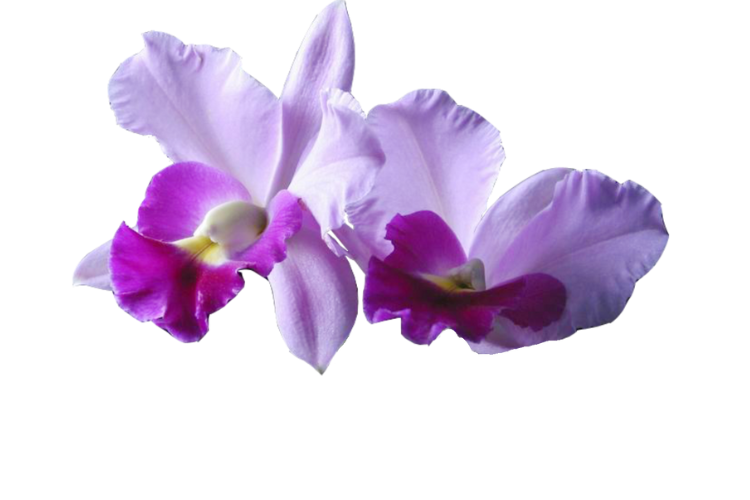 floral events logo