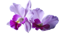 floral events logo