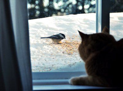 Picture of a cat looking out a basement window installed in Quinte Ontario.