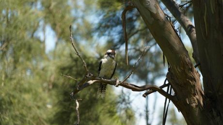 Bird In A Tree — Concreting Works in Tanilba Bay, NSW