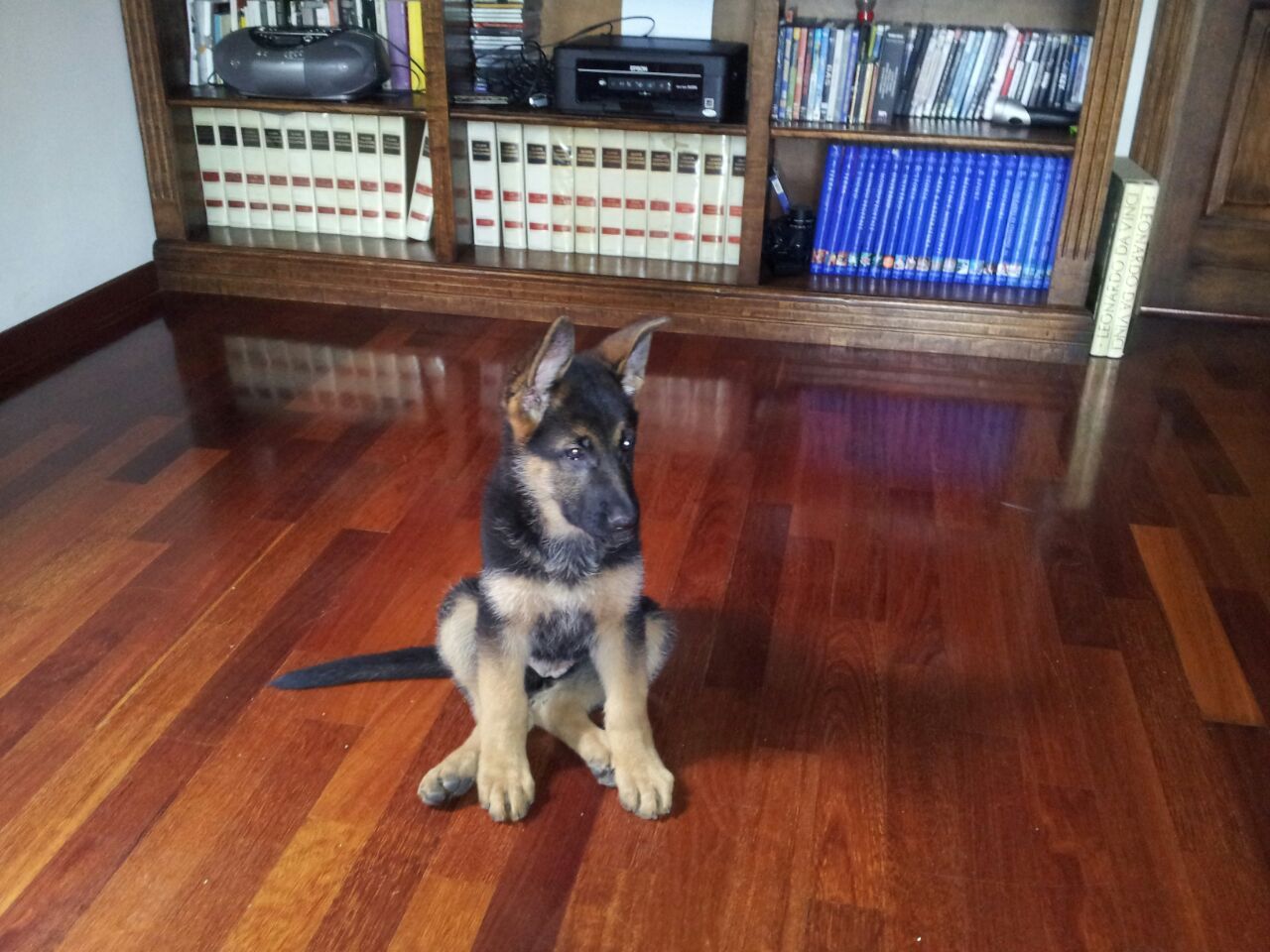 cucciolo di pastore tedesco