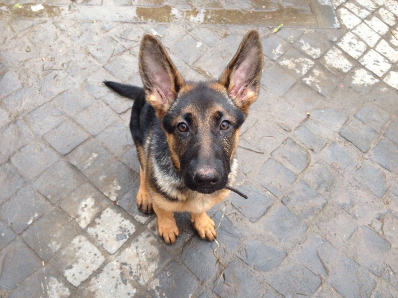 caner razza pastore tedesco