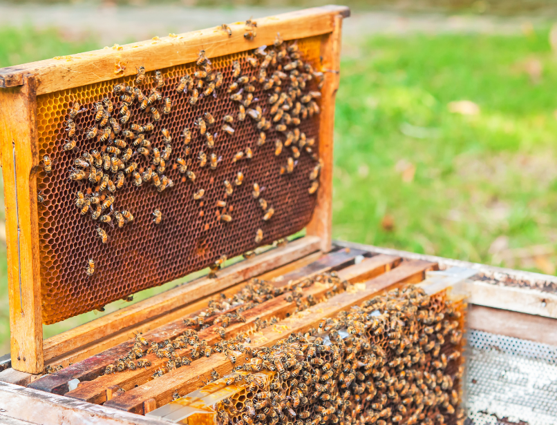 A close up of a beehive with bees on a honeycomb.