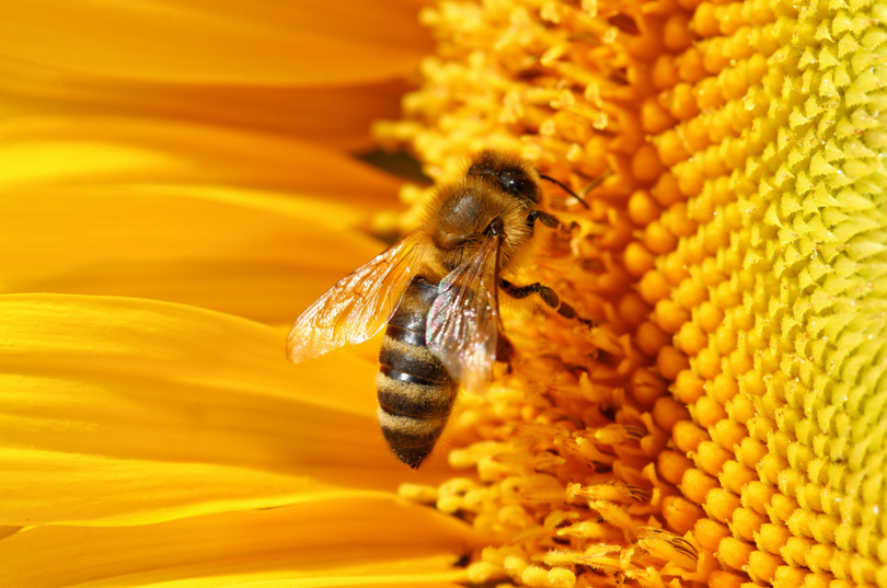 A close up of a bee on a sunflower.