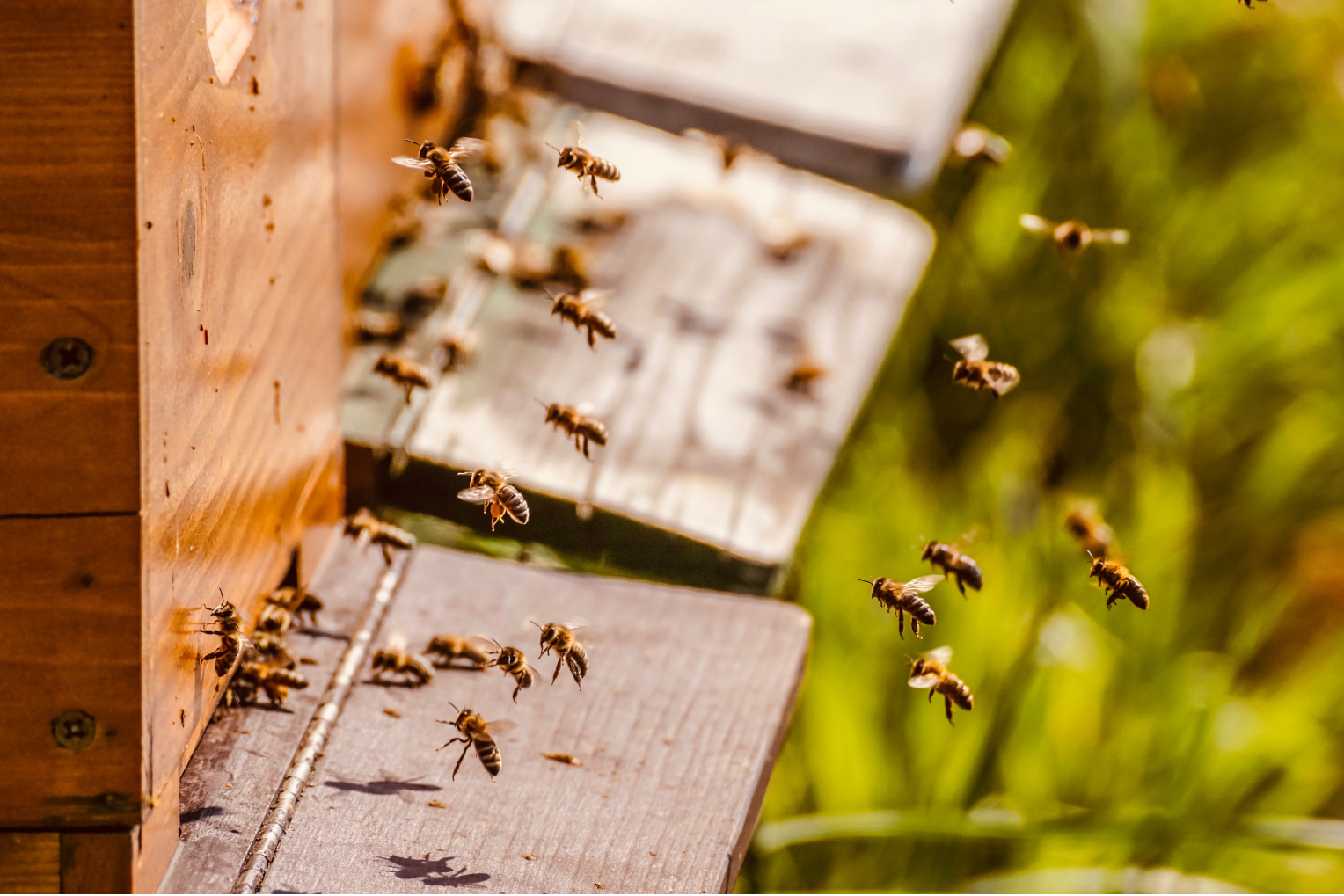 A group of bees are flying around a beehive.