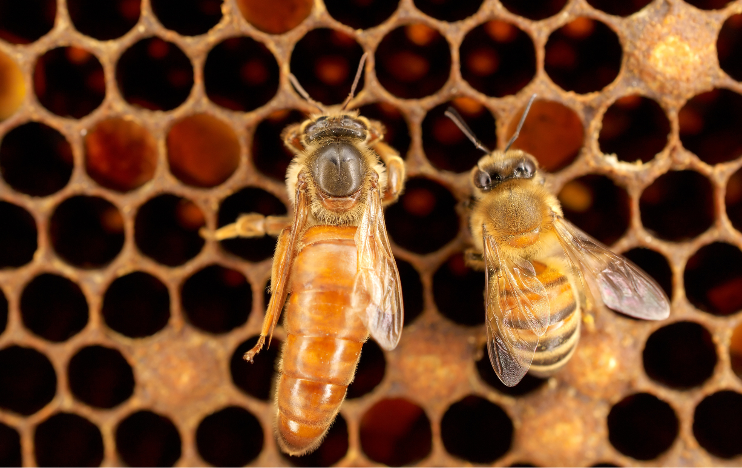 Two bees are sitting on top of a honeycomb.