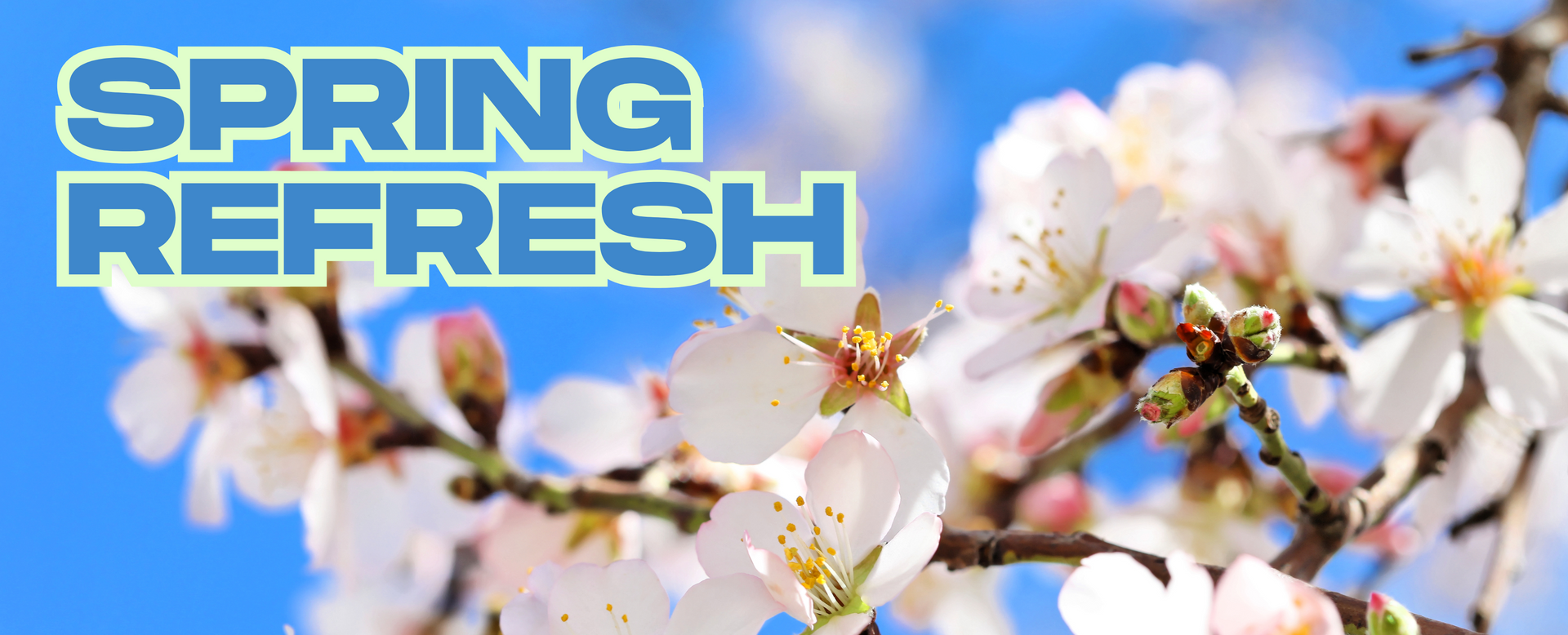 Pink white blossom tree with the words 