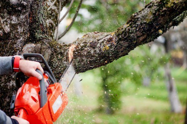 Cutting trees using an electrical chainsaw