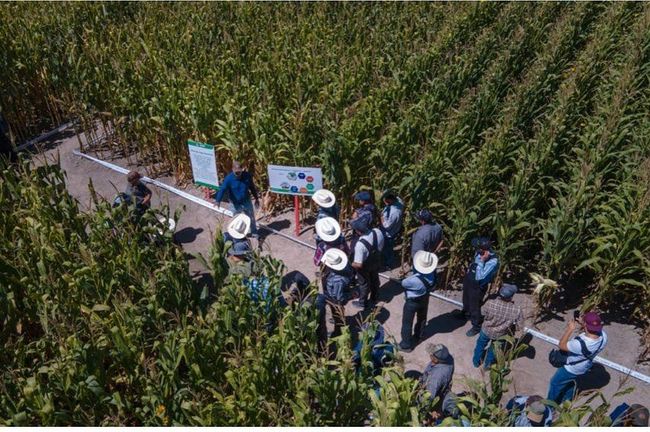 Un grupo de personas está de pie en un campo de maíz.