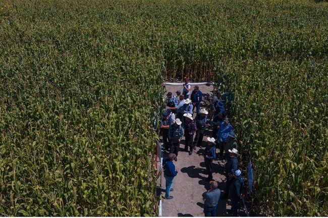 Un grupo de personas está de pie en un campo de maíz.