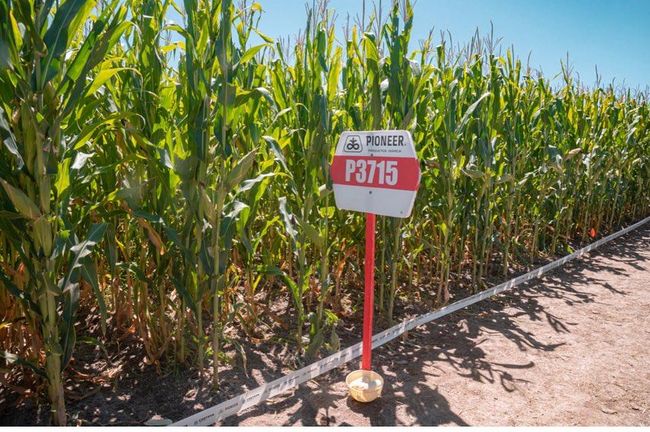 Un campo de maíz con un cartel que dice p3715.