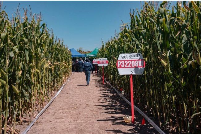 Una persona camina por un campo de maíz con un cartel que dice p322081