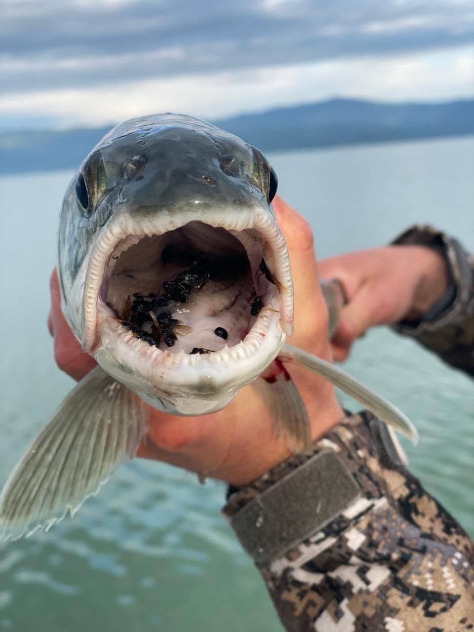 A person is holding a fish with a bug in its mouth.