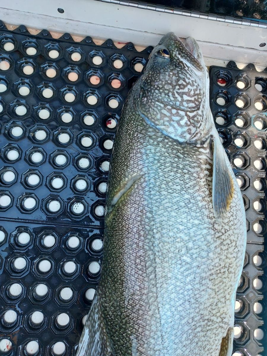 A large fish is laying on a black mat.