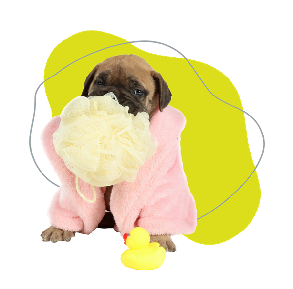 Cucciolo marrone con un cappotto rosa che tiene in mano un grande fiore color crema, con dettagli in stile doodle gialli e grigi.