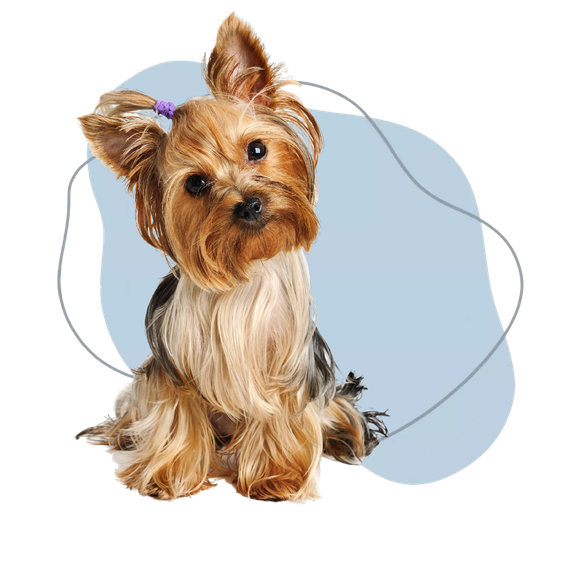 Piccolo Yorkshire terrier seduto su uno sfondo bianco con forme astratte azzurre alle sue spalle