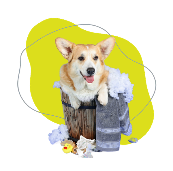 Corgi in una vasca di legno con bolle di sapone, sfondo giallo, lingua fuori